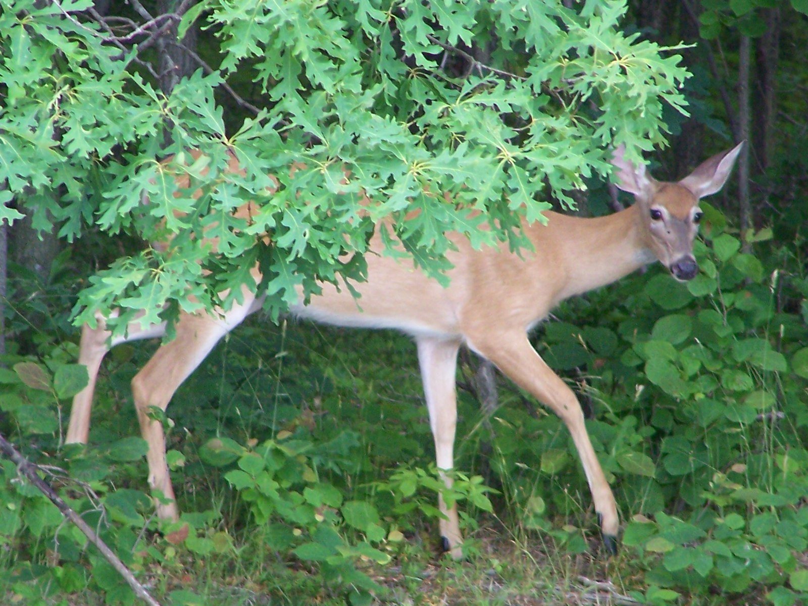 White-tailed deer foraging at Yellow Creek State Park, Indiana County PA