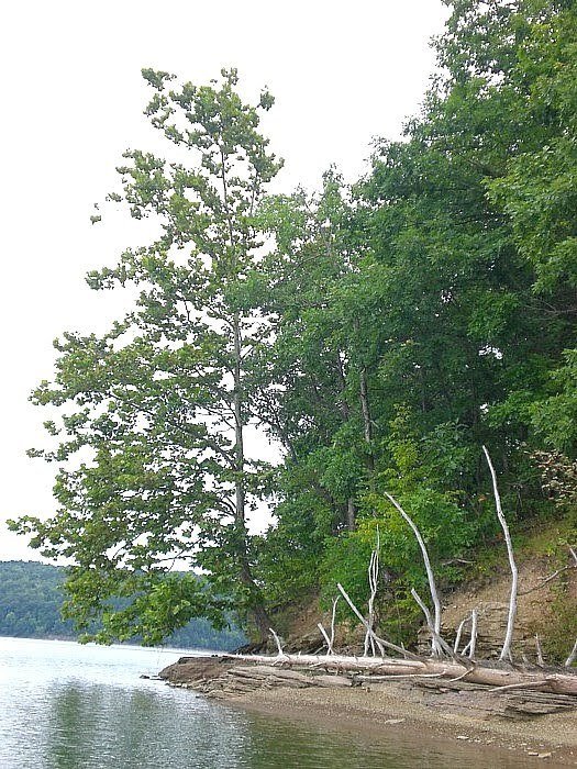 Keystone Lake shoreline with late summer foliage