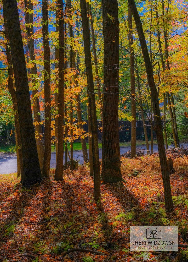 Whites' Woods Nature Center reference photograph 3