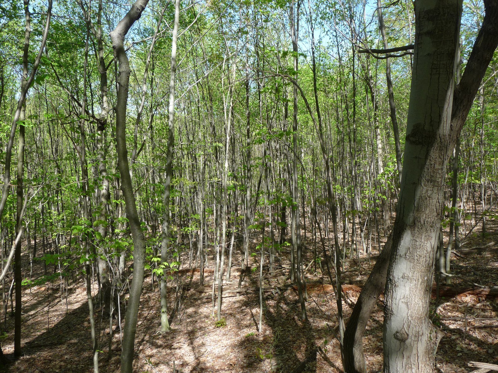 Whites' Woods Nature Center dappled woodland with beech trunks