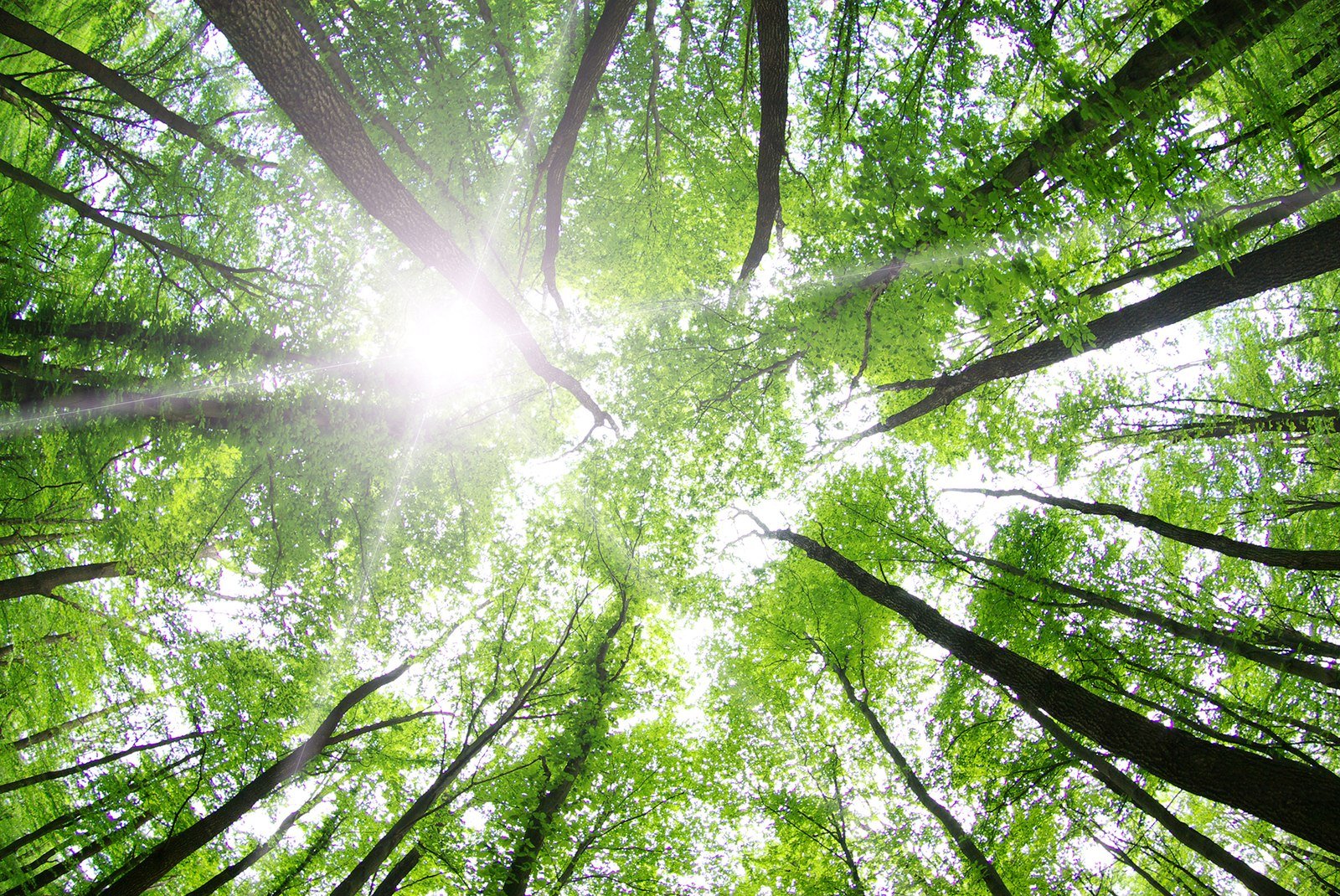 Whites' Woods Nature Center cathedral canopy sunburst view
