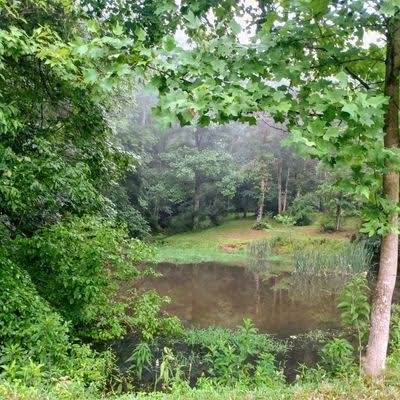 The Gorge at Anthony Run pond framed through summer tree canopy with mist