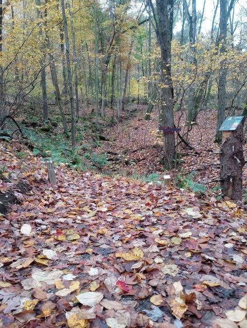 The Gorge at Anthony Run gorge trail in peak autumn color with fallen leaves